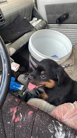 Rottweiler cucciole