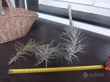 Tillandsia Bergeri