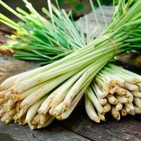 Lemongrass Citronella