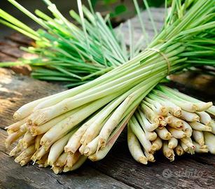 Lemongrass Citronella
