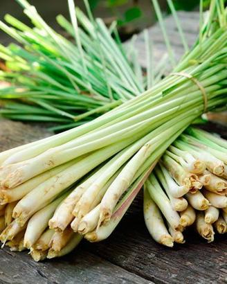 Lemongrass Citronella