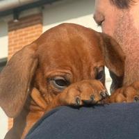 Cuccioli di razza Rhodesian Ridgeback