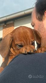 Cuccioli di razza Rhodesian Ridgeback