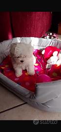 Mini maltese cuccioli