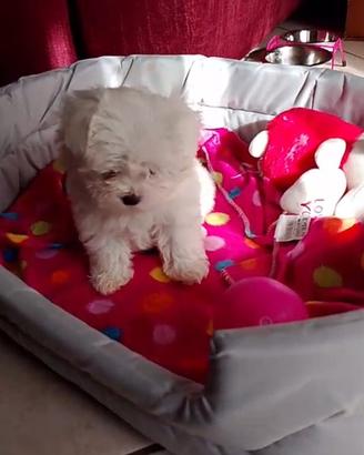 Mini maltese cuccioli