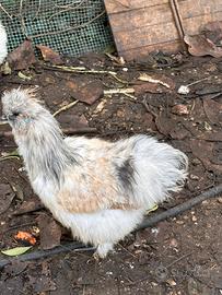 Galli pura raza morosetta