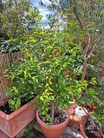 pianta avocado