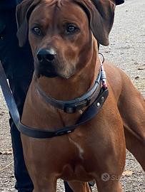 Rhodesian Ridgeback
