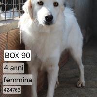 SOFIA 4 ANNI 18/20 kg IN CANILE
