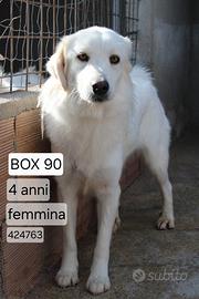 SOFIA 4 ANNI 18/20 kg IN CANILE