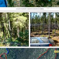 Terreno agricolo pascolo e pino laricio