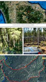 Terreno agricolo pascolo e pino laricio