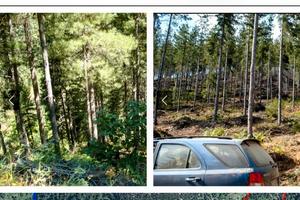 Terreno agricolo pascolo e pino laricio