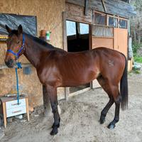 Cavalla AA SARDA DA ENDURANCE