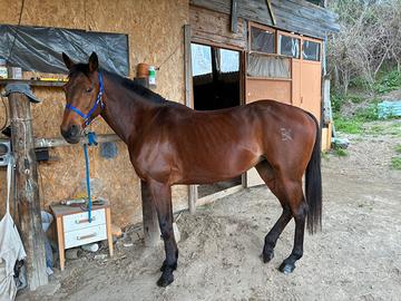 Cavalla AA SARDA DA ENDURANCE