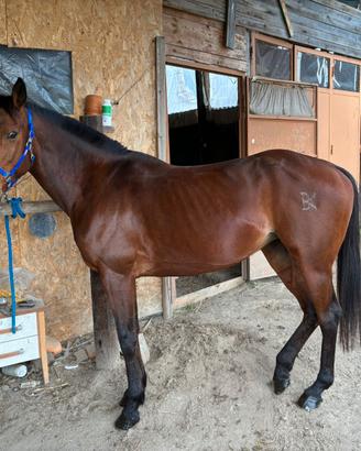 Cavalla AA SARDA DA ENDURANCE