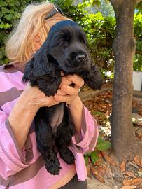 Cucciola nera cocker con pedigree enci