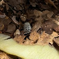 Isopodi Porcellio Leavis Dalmatian