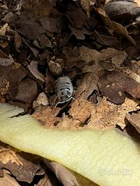 Isopodi Porcellio Leavis Dalmatian