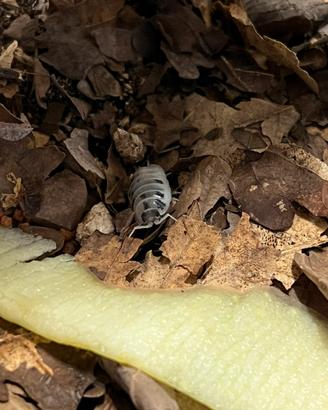 Isopodi Porcellio Leavis Dalmatian