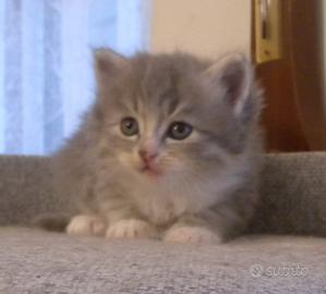 Cuccioli gatto siberiano