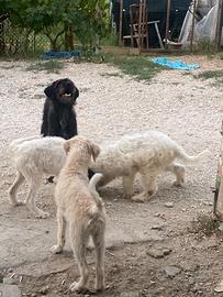 Cuccioli da tartufo