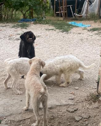 Cuccioli da tartufo