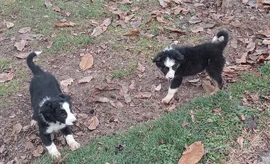 Cuccioli border collie