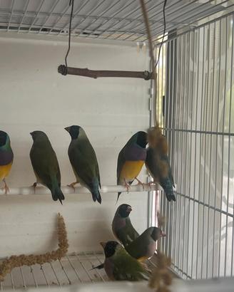 Diamanti di gould