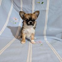 Splendide cucciole chihuahua, allevamento enci