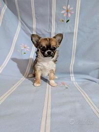 Splendide cucciole chihuahua, allevamento enci