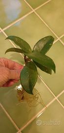 Hoia talea a radice nuda, pianta dai fiori di cera