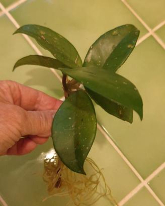 Hoia talea a radice nuda, pianta dai fiori di cera