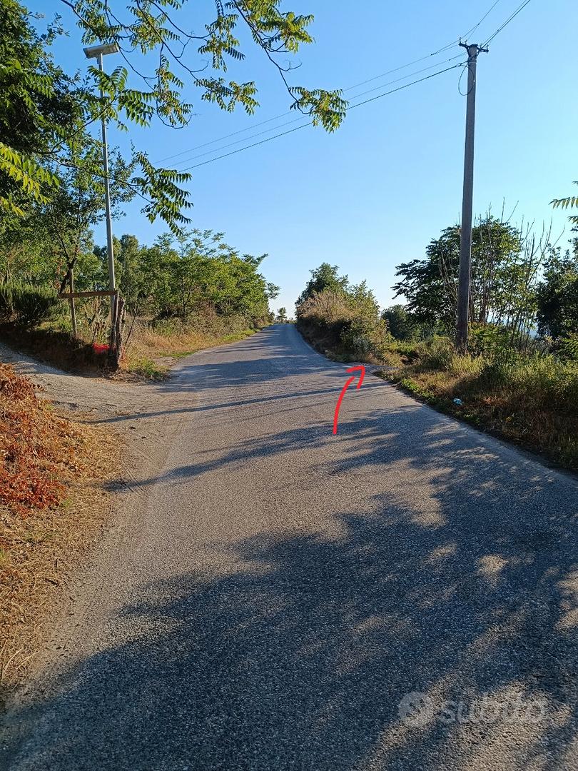 Terreno agricolo con oliveto qualità "Frantoio" - Vista 2