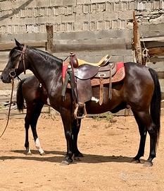 Cavalla Paint Horses