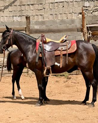 Cavalla Paint Horses