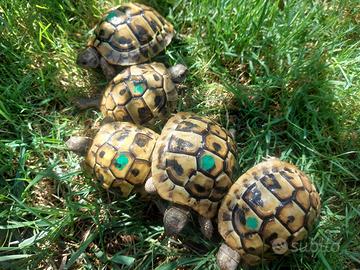 Tartarughe