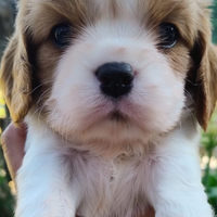 Cavalier king cuccioli