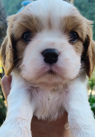 Cavalier king cuccioli