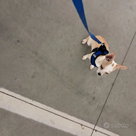 Chihuahua femmina pelo corto