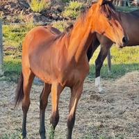 Quarter femmina solo doc apa 2024