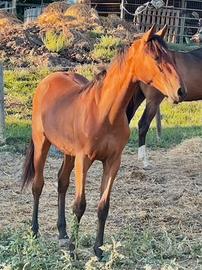 Quarter femmina solo doc apa 2024