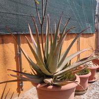 Aloe di varie dimensioni ed età