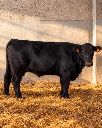 mucca Angus con vitella