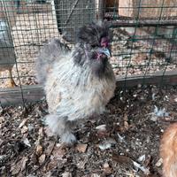 Gallo Razza Moroseta