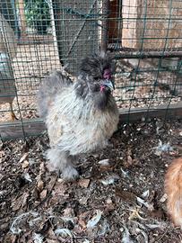 Gallo Razza Moroseta