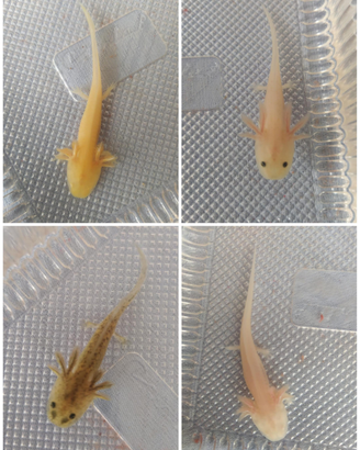 Axolotl
