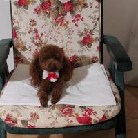 Maschio Barboncino Toy