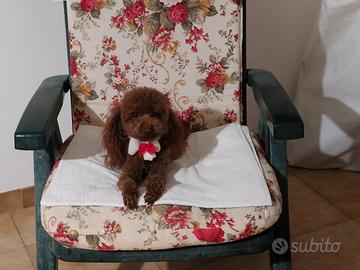 Maschio Barboncino Toy