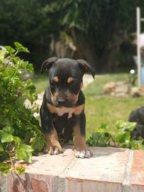 Pitbull tricolor